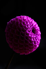Dahlia flower close-up on a dark background