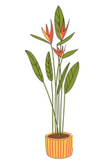 Bird of paradise houseplant in an orange pot. Tropical flower strelitzia for room decor isolated on white background. Flat vector using outline. Hand drawn.