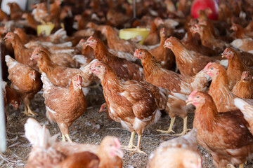 A lot of brown chicken in chicken farm