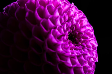 Dahlia flower close-up on a dark background