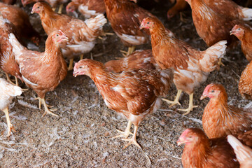 A lot of brown chicken in chicken farm
