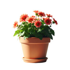 Terracotta pot with pink flowers