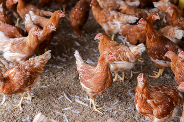 A lot of brown chicken in chicken farm