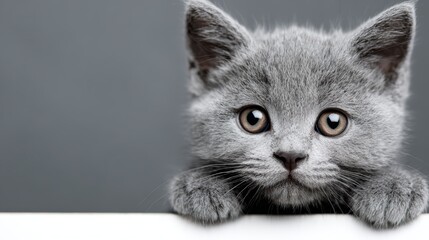 Cute gray kitten peeking over white surface against gray background