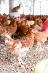 A lot of brown chicken in chicken farm
