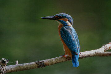 Close-up of a male Eurasian Kingfisher perched on a thin wooden branch, positioned perpendicular to the camera lens against a dark green background on a cloudy autumn day.