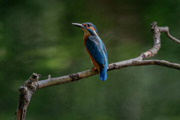 Close-up of a male Eurasian Kingfisher perched on a thin dry branch, perpendicular to the camera lens, with soft green background and copyspace on a cloudy autumn day.