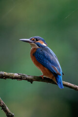 Close-up of a male Eurasian Kingfisher perched on a thin dry branch, perpendicular to the camera lens, with soft green background and copyspace on a cloudy autumn day.