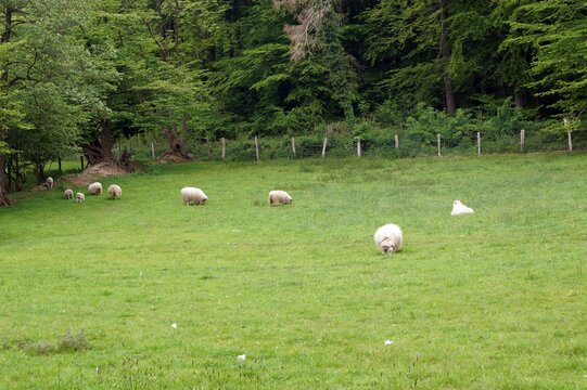 sheep grazing on a green meadow against the backdrop of a forest