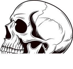 Human Skull: Detailed Anatomy Side Profile Illustration Isolated on Transparent Background