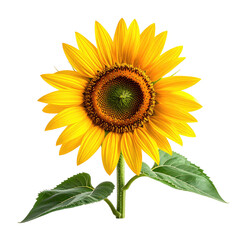 Bright yellow sunflower with dark center, green leaves