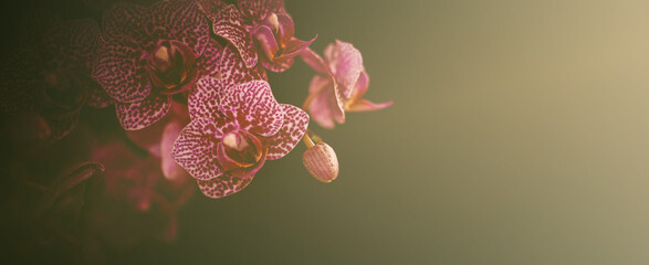 Orchidee Orchideenblüten im Dunst mit Textraum Bokeh Banner