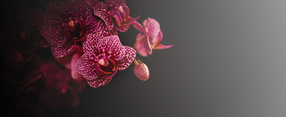 Orchidee Orchideenblüten im Nebel mit Textraum Bokeh Banner