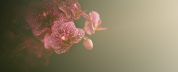 Orchidee Orchideenblüten im Dunst mit Textraum Bokeh Banner