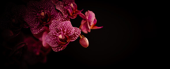 Orchidee Orchideenbl&uuml;ten mit Textraum Bokeh Banner