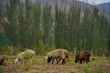 Sheep graze in a small field in the village. Domestic cattle breeding.