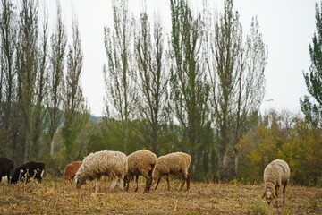 Obraz premium Sheep graze in a small field in the village. Domestic cattle breeding.