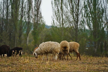 Sheep graze in a small field in the village. Domestic cattle breeding.