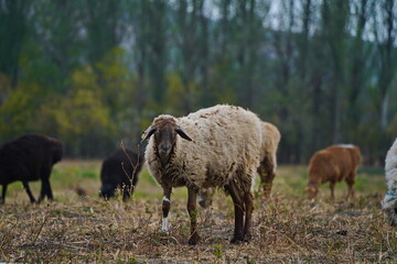 Fototapeta premium Sheep graze in a small field in the village. Domestic cattle breeding.