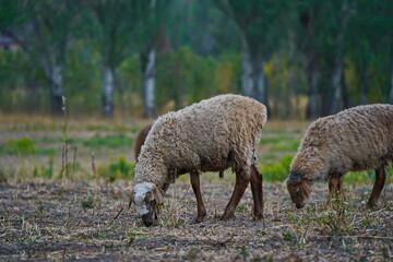 Obraz premium Sheep graze in a small field in the village. Domestic cattle breeding.
