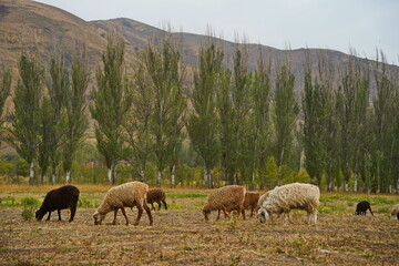 Sheep graze in a small field in the village. Domestic cattle breeding.