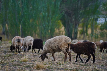 Fototapeta premium Sheep graze in a small field in the village. Domestic cattle breeding.