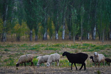 Sheep graze in a small field in the village. Domestic cattle breeding.