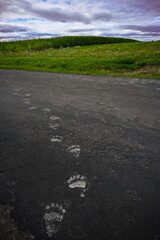 bear footprints crossing a paved road near a corn field and meadow under a cloudy sky