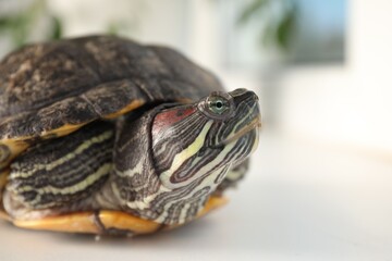 Cute turtle pet on blurred background, closeup. Space for text