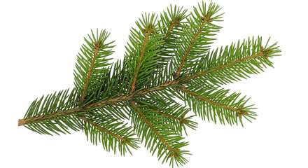 A lush, vibrant green pine branch is isolated against a stark black background, showing detail.