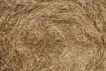 Hay bale with dried grass as background, closeup