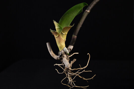 Studio shot of an orchid keiki with healthy aerial roots against a black background. Detail of plant propagation and root system. Minimalist botanical composition.