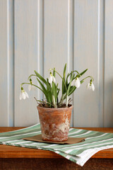 Snowdrops blooming in terracotta pot on rustic wooden table