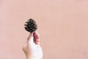 Female hand holding pine cone against pastel background
