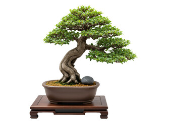 miniature deciduous bonsai tree with gnarled trunk, vibrant green canopy in dark ceramic pot, river stone on wood stand, transparent background. concept of natural artistry