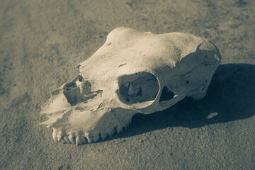 La Sal ViejaWillacy County, Texas09/01/2025Photo by David Pikediscinque@gmail.com