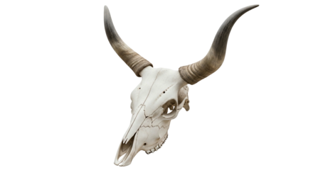 Cattle skull with horns animal bone transparent background