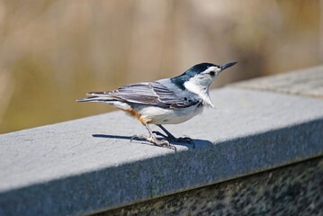 Nuthatch
