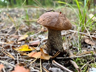 boletus edulis mushroom kozlarz © SebbPL