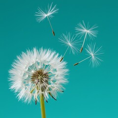 "Dandelion Seeds Blowing in the Wind on Teal Background &ndash; Close-Up Nature Photography"