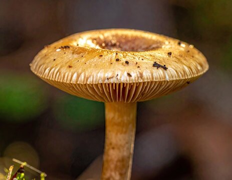 Mushroom on soft background paxillus involutus commonly known as the brown rollrim common rollrim3
