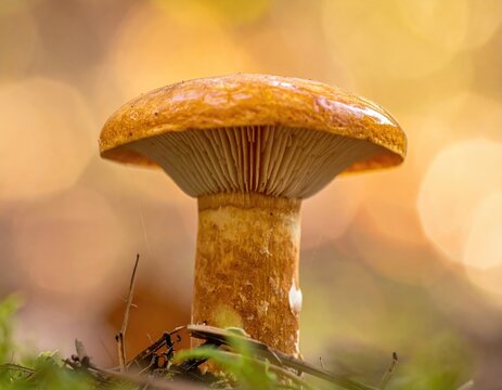 Mushroom on soft background paxillus involutus commonly known as the brown rollrim common rollrim2
