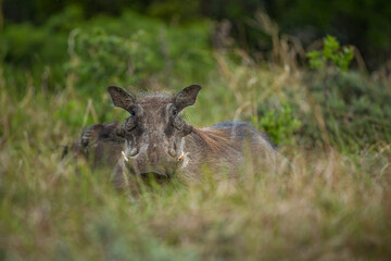 A male common warthog (Phacochoerus africanus) in the African bush