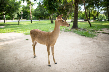 Siamese Eld's deer in the park