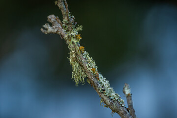 Lichen and moss growing on a branch