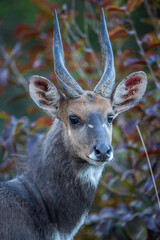 A male Cape bushbuck (Tragelaphus sylvaticus) portrait