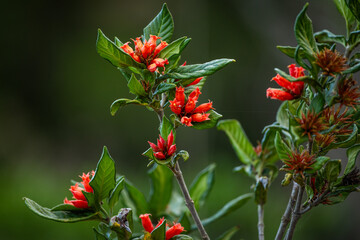 Red flowers growing on a bush