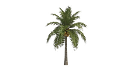 Tropical palm tree with coconuts isolated on transparent background