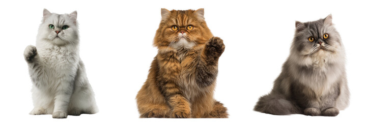 Playful cats in action with transparent background studio setting creative photography