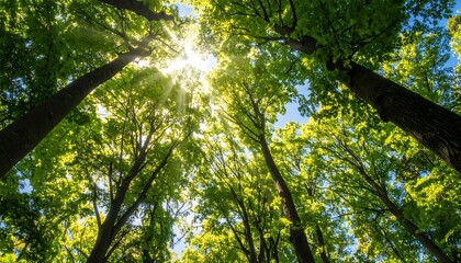 Obraz premium Sunlight Piercing Lush Forest Canopy